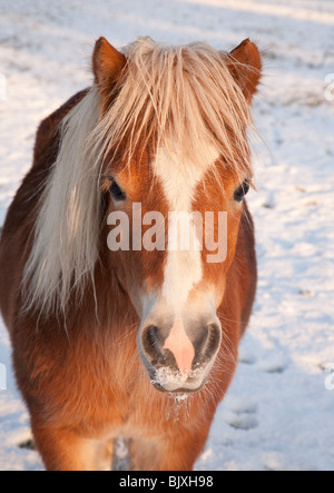 Un Castagno pony Shetland con una criniera di lino in piedi nella neve Foto Stock