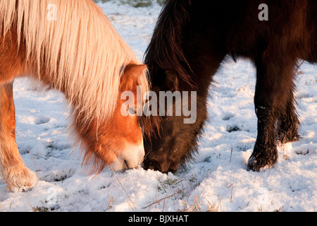Un castagno e pony nero trovare erba a mangiare nella neve Foto Stock