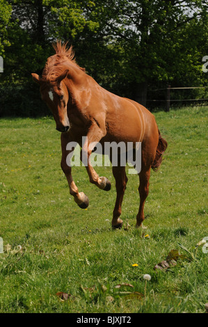 Al galoppo Oldenburger cavallo Foto Stock