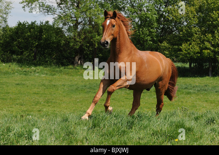 Al galoppo Oldenburger cavallo Foto Stock