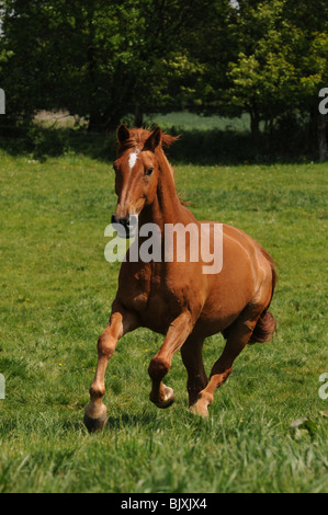 Al galoppo Oldenburger cavallo Foto Stock