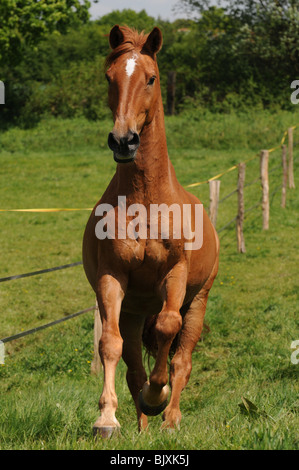 Al galoppo Oldenburger cavallo Foto Stock