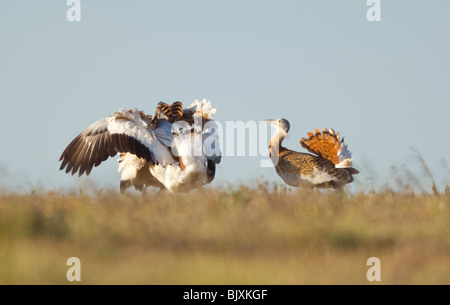 Grande Bustard Otis tarda maschi combattimenti Extremadura Spagna Foto Stock