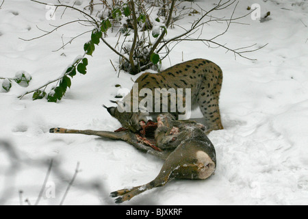 Lynx con prery Foto Stock