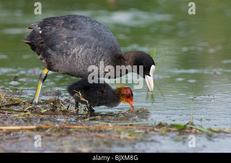 nere folaghe Foto Stock