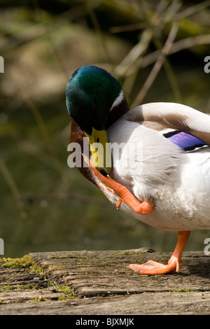 Germano reale Foto Stock