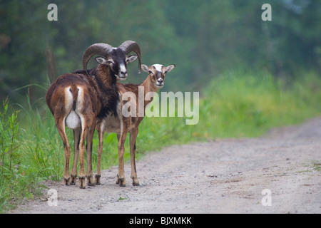 mufloni Foto Stock