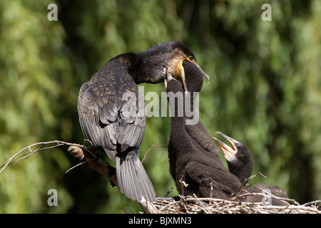 cormorani Foto Stock