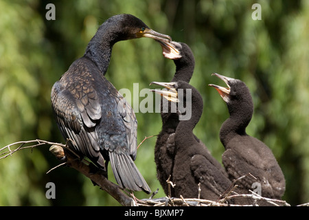 cormorani Foto Stock