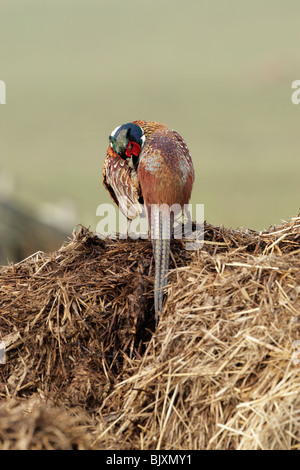 Il fagiano comune (Phasianus colchicus torquatus) maschio vista posteriore preening Foto Stock