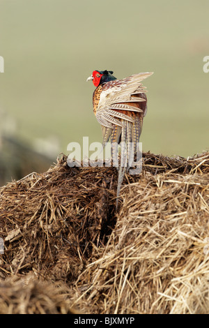 Il fagiano comune (Phasianus colchicus torquatus) maschio vista posteriore con piume sparse Foto Stock