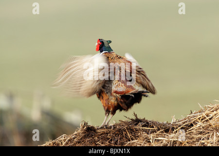 Il fagiano comune (Phasianus colchicus torquatus) maschio vista posteriore ali sbattimenti durante il display Foto Stock