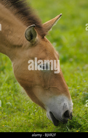 Cavallo di Przewalski Foto Stock