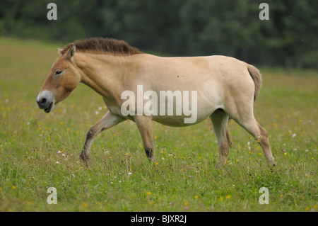 Cavallo di Przewalski Foto Stock