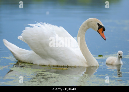 cigni muti Foto Stock