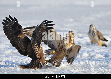 Poiana comune Foto Stock