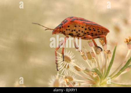 Rosso e nero striped stink bug Foto Stock