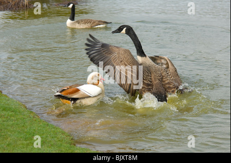 Grigio maschio Morph oca egiziana (Alopochen aegyptiacus), attaccando un Canada Goose (Branta canadensis) Foto Stock