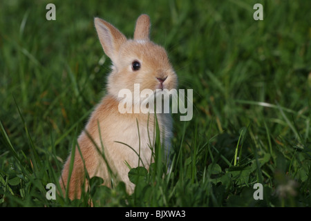 coniglietto di pigmeo Foto Stock