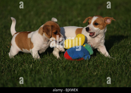 Riproduzione di Jack Russell Terrier cuccioli Foto Stock