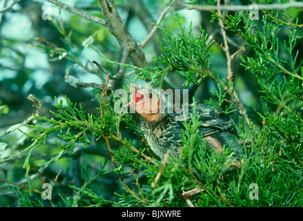 Neonata red-winged blackbird (Agelaius Phoeniceus) sul ramo sempreverde sembra essere urla per aiutare, Midwest USA Foto Stock