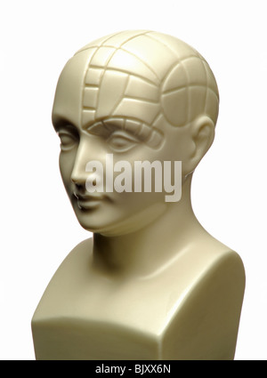 Un busto di una testa phrenology Foto Stock