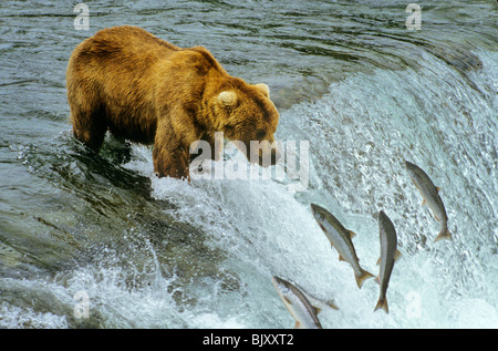 Alaska Orso Bruno per la pesca del salmone al Brooks Falls sul fiume Brooks in Katmai National Park, Alaska, STATI UNITI D'AMERICA Foto Stock