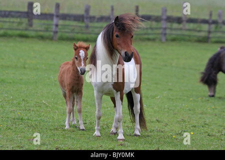 American cavalli in miniatura Foto Stock