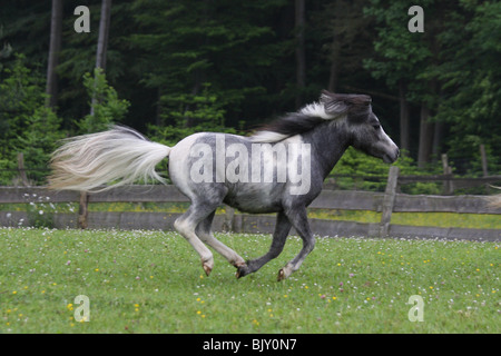 Al galoppo americano di cavalli in miniatura Foto Stock