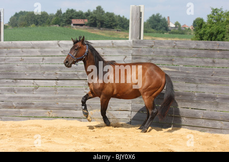 Iscriviti trottare quarter horse Foto Stock