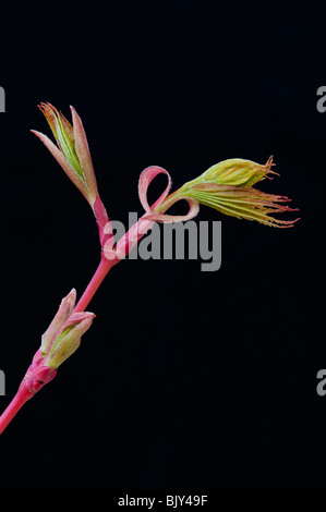 Acer palmatum, sago kuku, astratte su contro uno sfondo nero Foto Stock