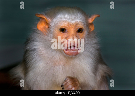 Marmoset argenteo Mico argentatus monkey Foto Stock