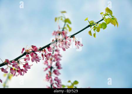 Blooming redbud cercis tree Foto Stock