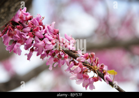 Blooming redbud cercis tree Foto Stock