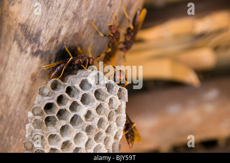 Nido di calabroni in una capanna di paglia Foto Stock