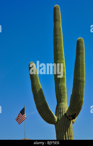 Cactus Saguaro e una bandiera americana a Parco nazionale del Saguaro Ovest, nei pressi di Tucson in Arizona, Stati Uniti d'America Foto Stock