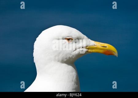 Vista dettagliata del gabbiano in piedi su una roccia vicino al mare Foto Stock