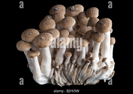 Shimenji esotici funghi giapponesi vicino fino in studio di impostazione Foto Stock