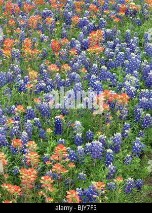 Campo di Indian paintbrush e Texas bluebonnets in Brenham, Texas Foto Stock