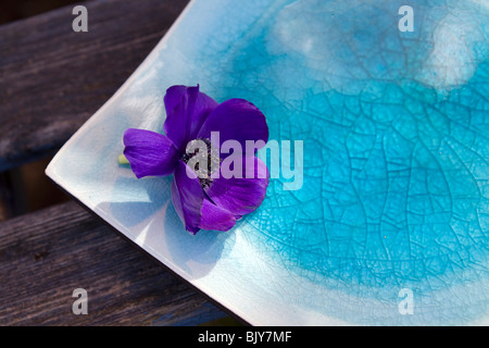 Blu scuro Anemone sulla piastra blu Foto Stock