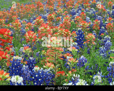 Campo di Indian paintbrush e Texas bluebonnets in Brenham, Texas Foto Stock