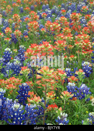 Campo di Indian paintbrush e Texas bluebonnets in Brenham, Texas Foto Stock