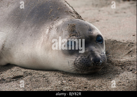 Northern guarnizione di elefante, mirounga angustirostris, Foto Stock