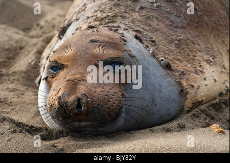 Muta Nord guarnizione di elefante, mirounga angustirostris, Foto Stock