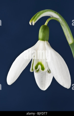 Snowdrop GALANTHUS su sfondo blu Foto Stock