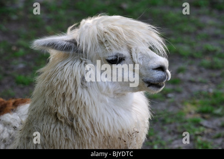 Alpaca (Vicugna pacos / Lama pacos) close up, originario del Sud America Foto Stock