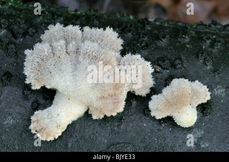 Comuni / porecrust Split gill (Schizophyllum comune / Agaricus alneus) sul ramo Foto Stock