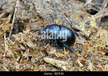 Dor beetle (Geotrupes stercorarius) su escrementi di cavallo, Belgio Foto Stock