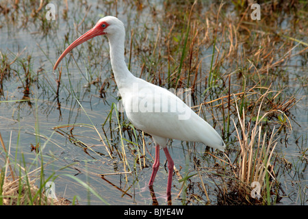 Un Americano bianco Ibis Foto Stock