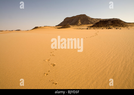 Orme vergine di attraversamento del letto di sabbia nel Gilf Kebir, Western Desert, Egitto Foto Stock